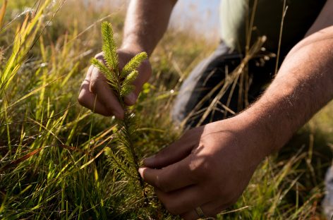 Zentiva România a plantat alţi 40,000 de arbori în Munţii Făgăraş în 2024