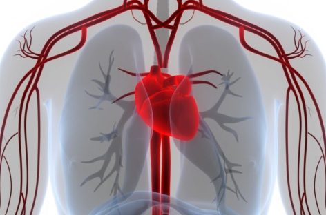 O terapie celulară experimentală furnizează rezultate pozitive într-un model preclinic de infarct miocardic