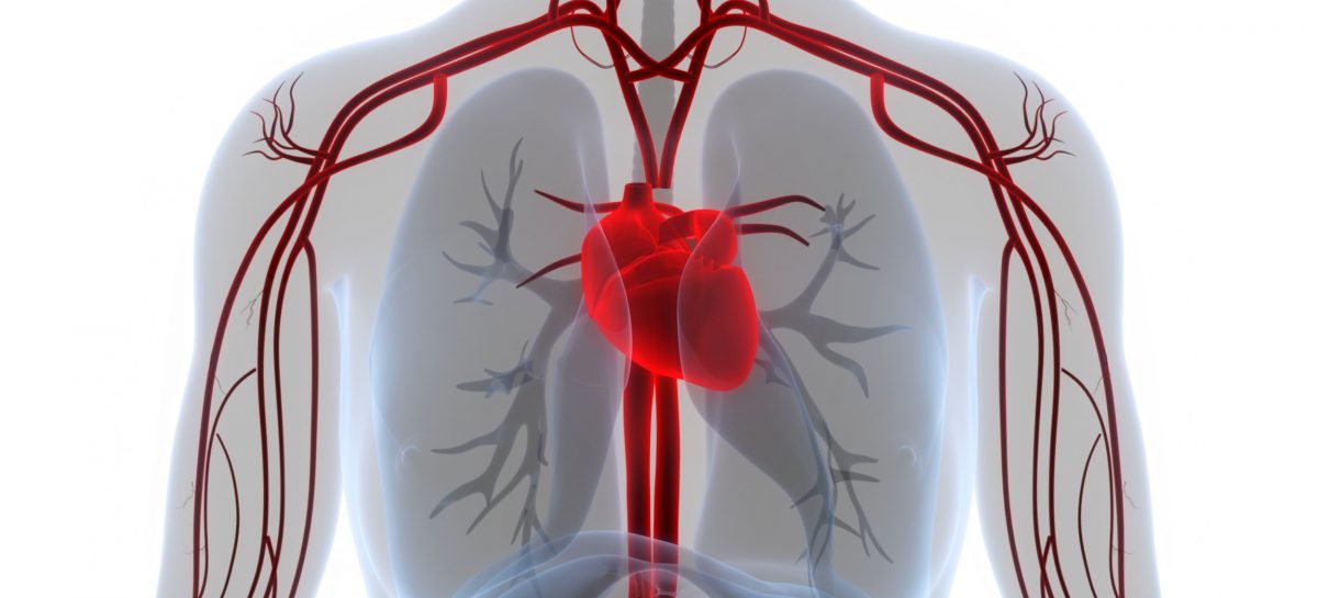 O terapie celulară experimentală furnizează rezultate pozitive într-un model preclinic de infarct miocardic